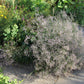 Limonium latifolium (Breitblättriger Steppenschleier)