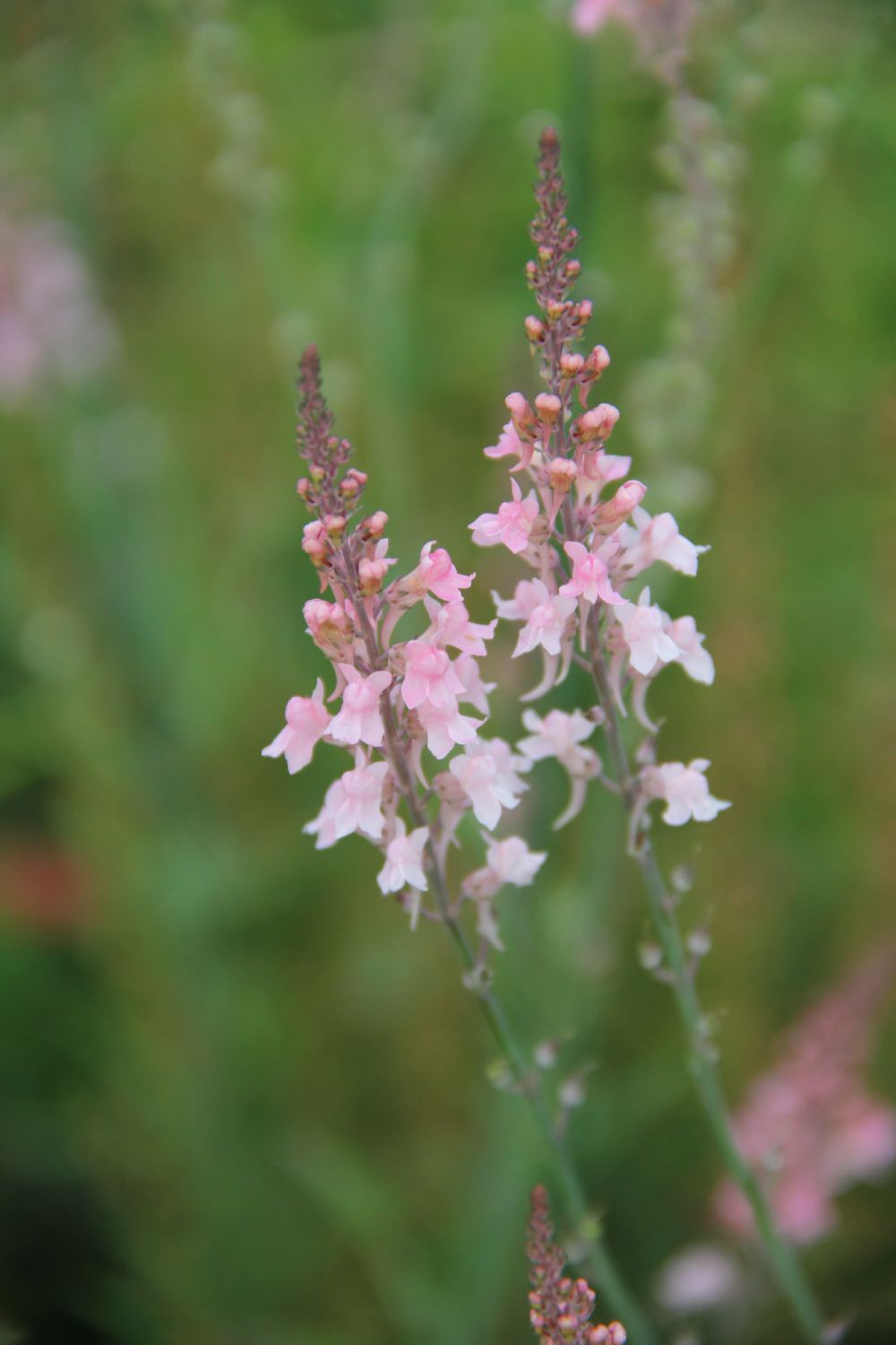 Linaria purpurea 'Canon J.Went' Garten-Leinkraut