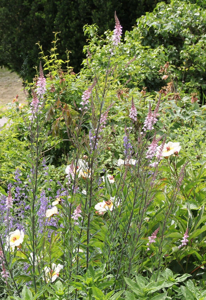 Linaria purpurea 'Canon J.Went' (Garten-Leinkraut)