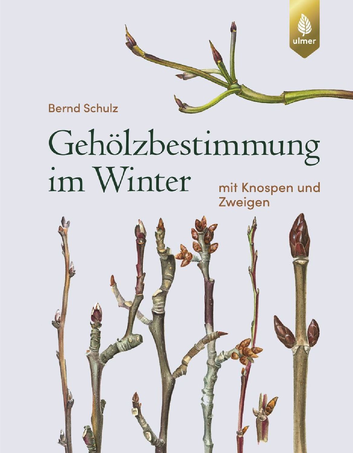 Gehölzbestimmung im Winter Bernd Schulz