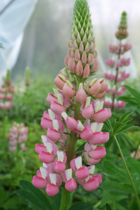 Lupinus polyphyllus 'Schlossfrau' Garten-Lupine