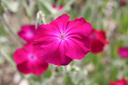 Lychnis coronaria Vexiernelke