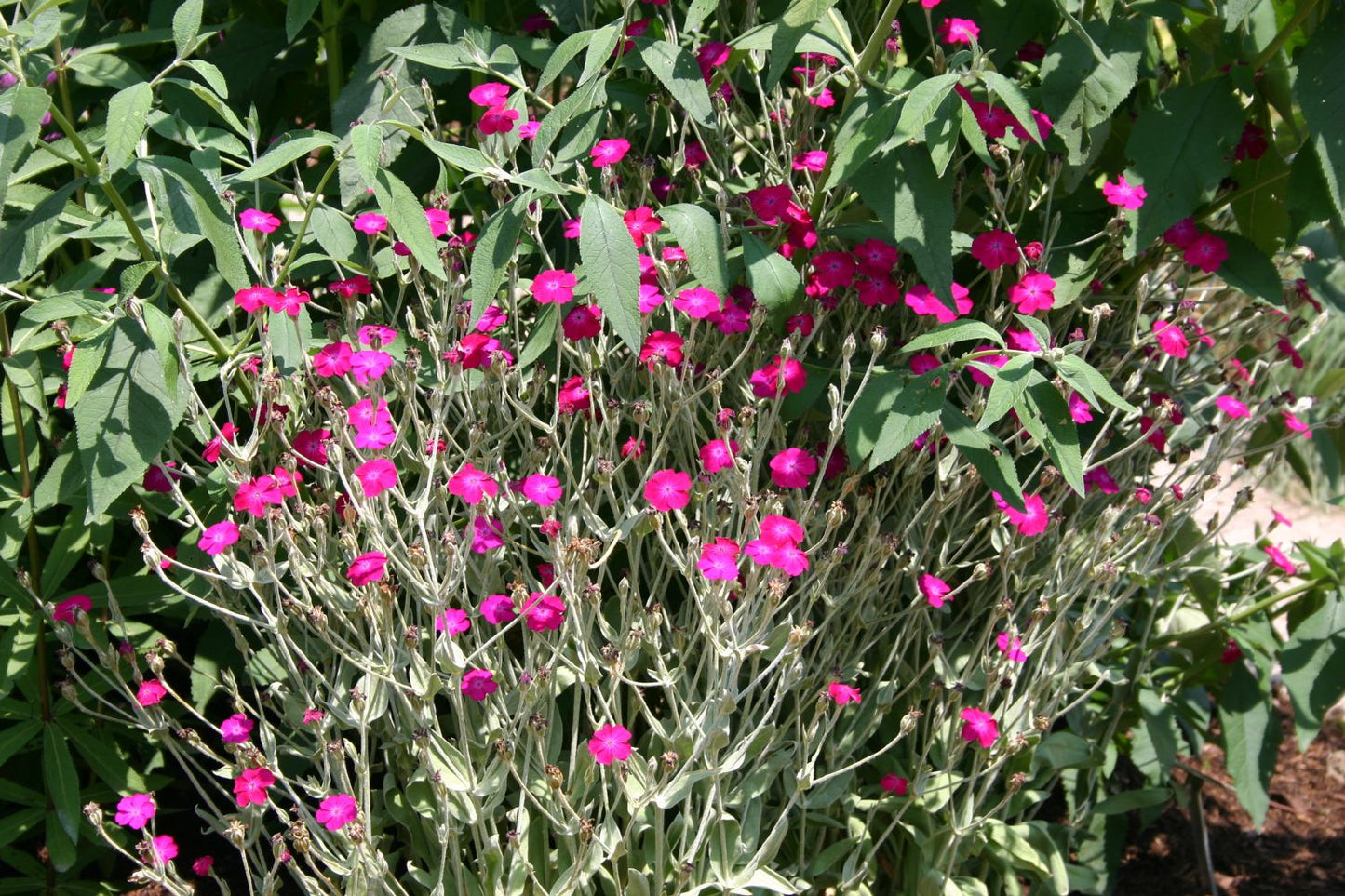 Lychnis coronaria (Vexiernelke)