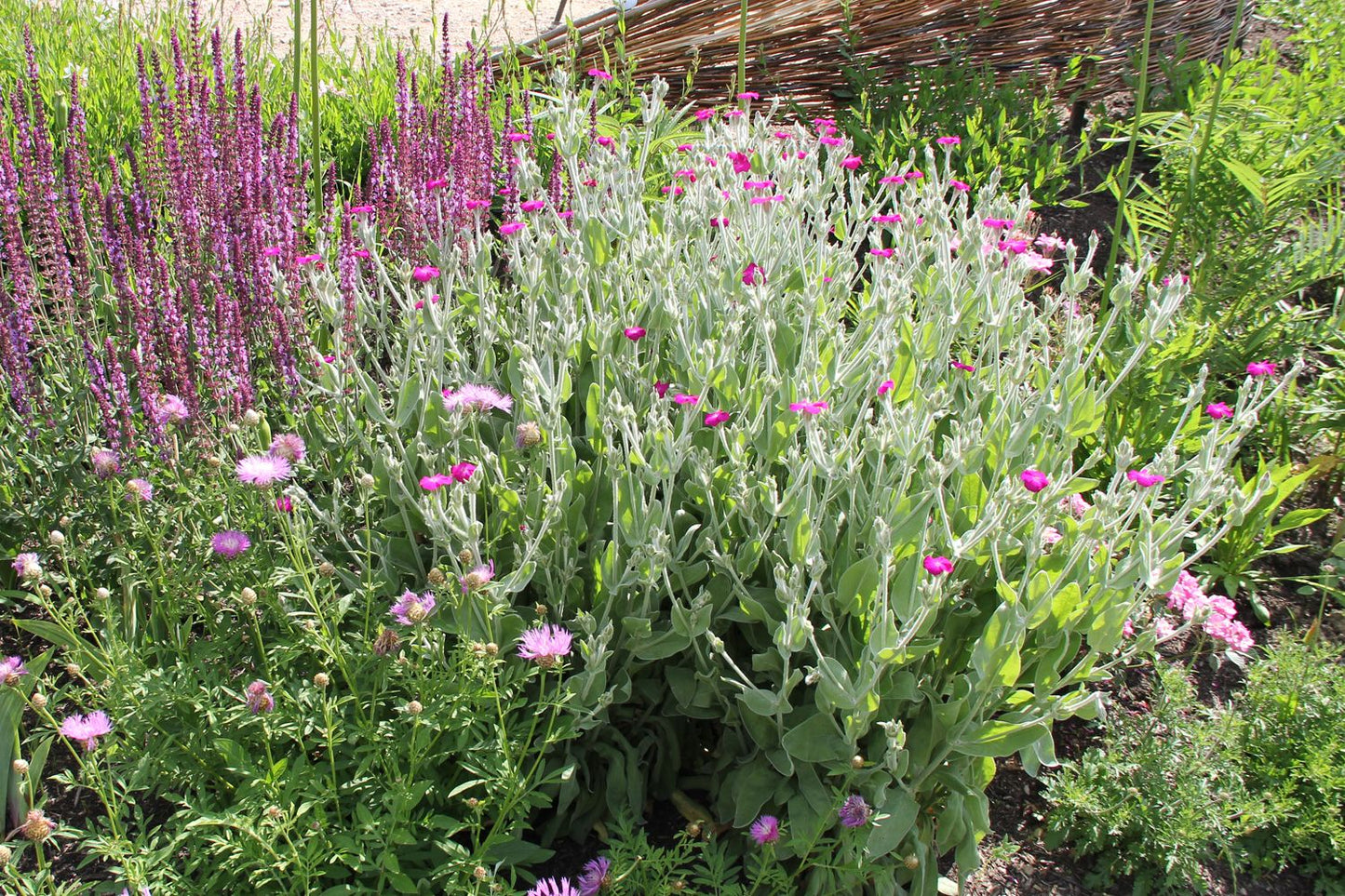 Lychnis coronaria (Vexiernelke)
