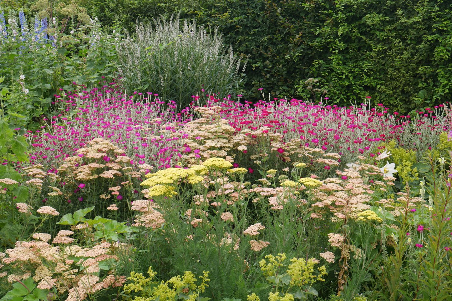 Lychnis coronaria (Vexiernelke)