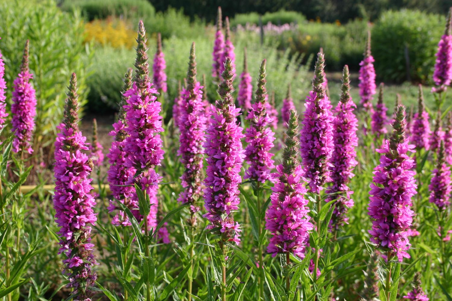 Lythrum Salicaria Stichflamme Blut Weiderich lythrum-salicaria-stichflamme-blut-weiderich