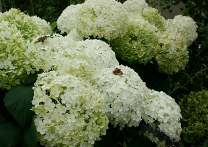 Hydrangea arborescens 'Annabelle' (Strauchhortensie)