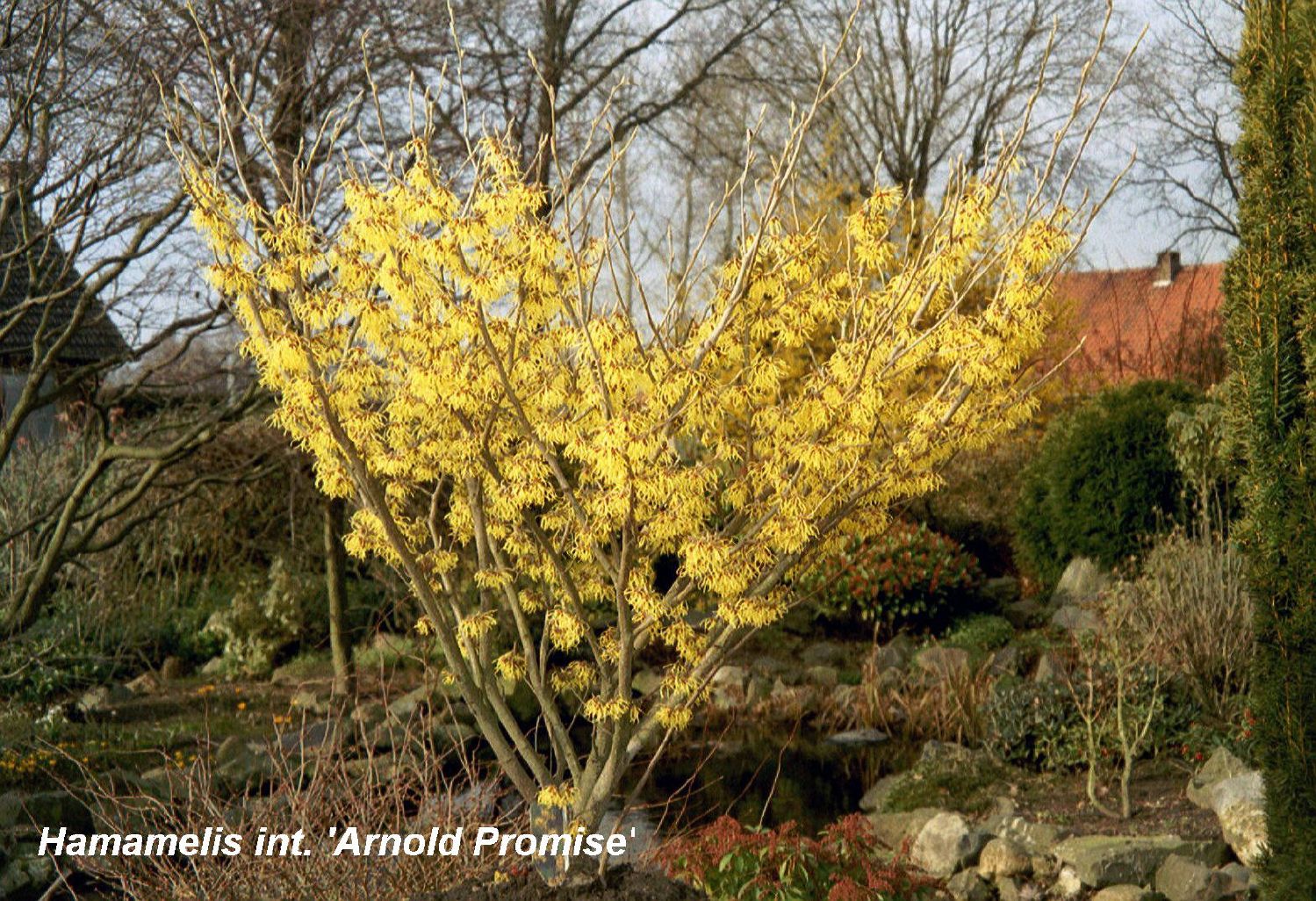 Hamamelis x intermedia 'Arnold Promise' Großblütige Zaubernuss