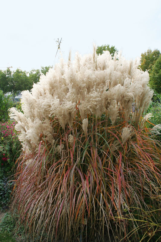 Miscanthus sinensis 'Malepartus' Chinaschilf