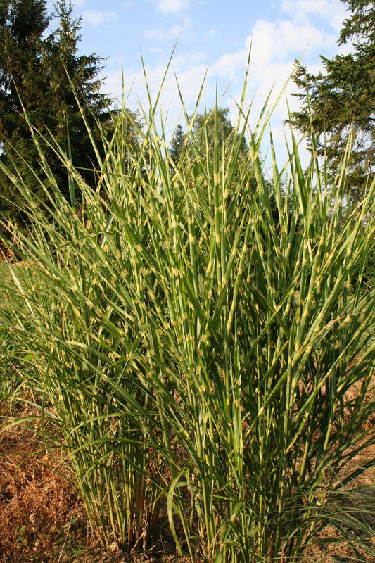 Miscanthus sinensis 'Strictus' Zebraschilf