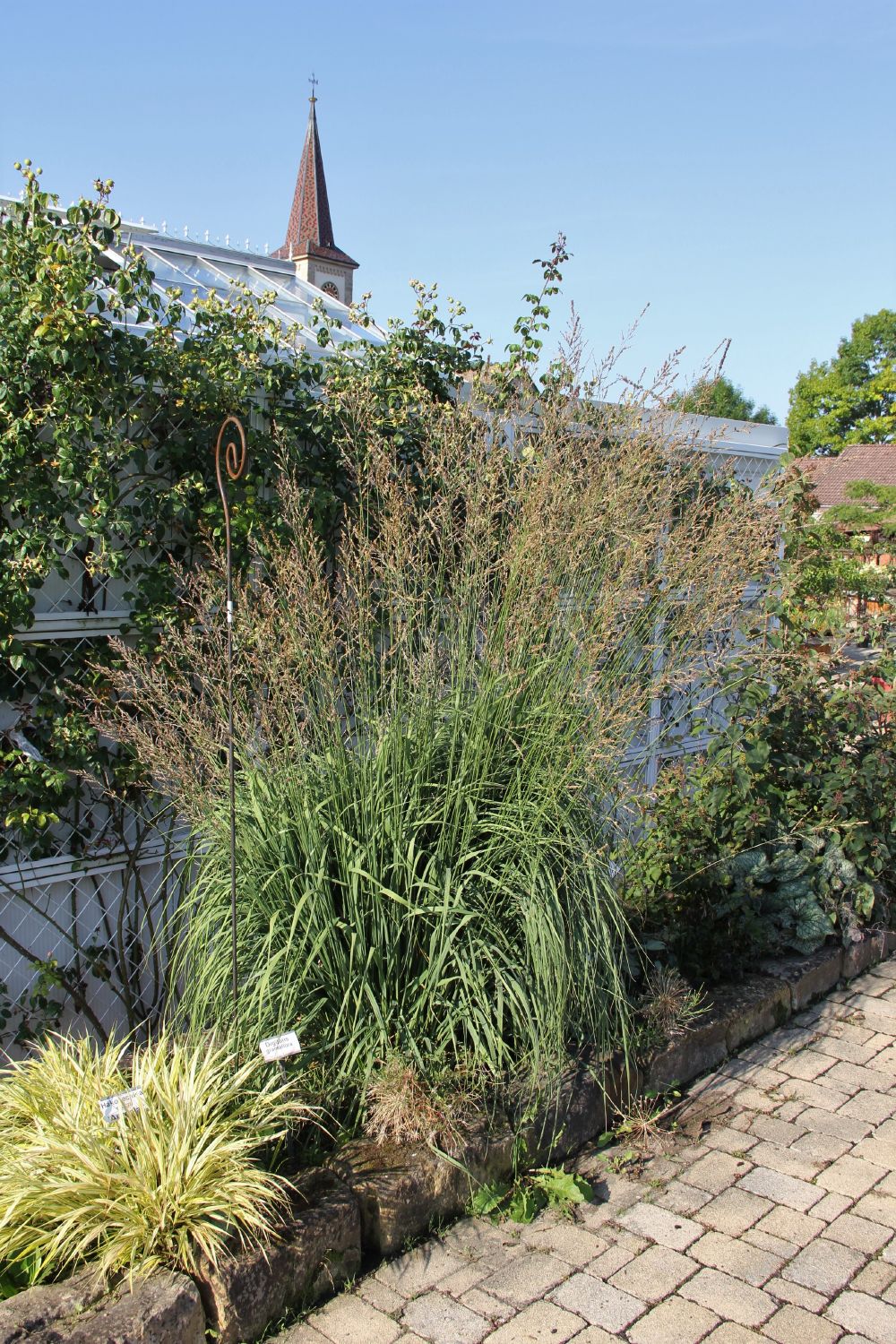 Molinia arundinacea 'Windspiel' (Hohes Pfeifengras)