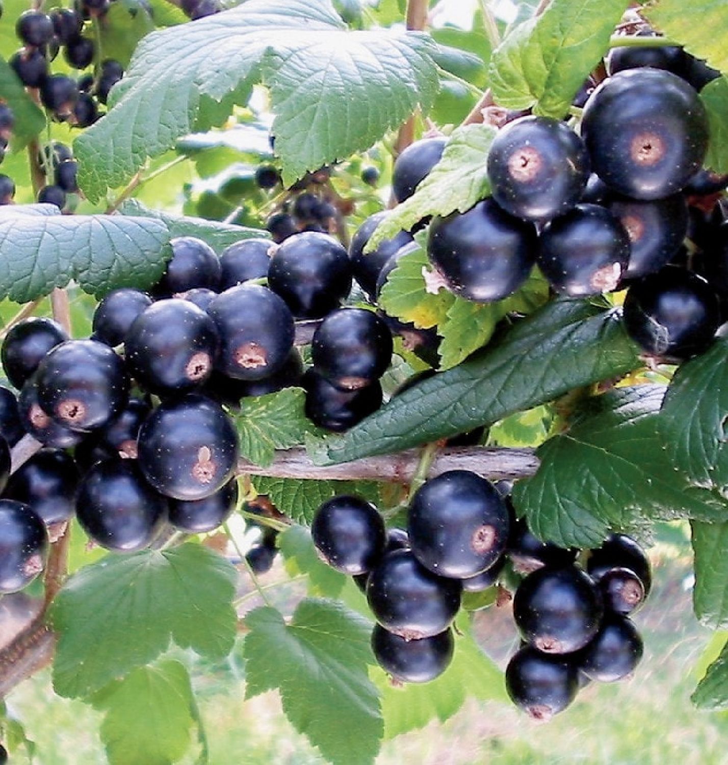 Ribes nigrum 'Bona' Schwarze Johannisbeere