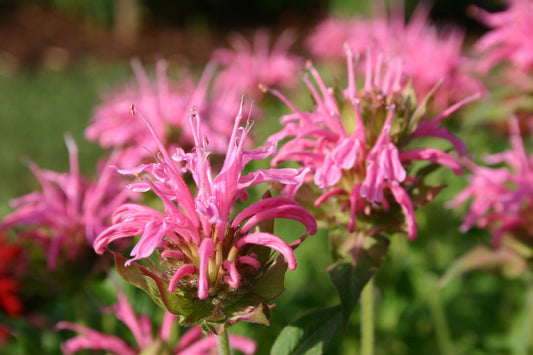 Monarda fistulosa 'Croftway Pink' Indianernessel