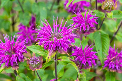 Monarda fistulosa 'Prärienacht' Indianernessel
