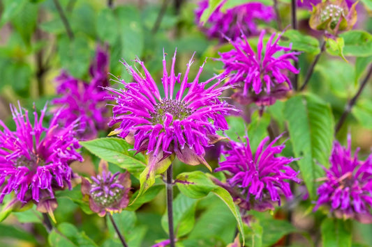 Monarda fistulosa 'Prärienacht' Indianernessel