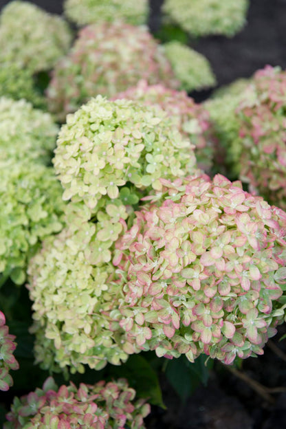 Hydrangea paniculata 'Vanille Fraise' Rispenhortensie