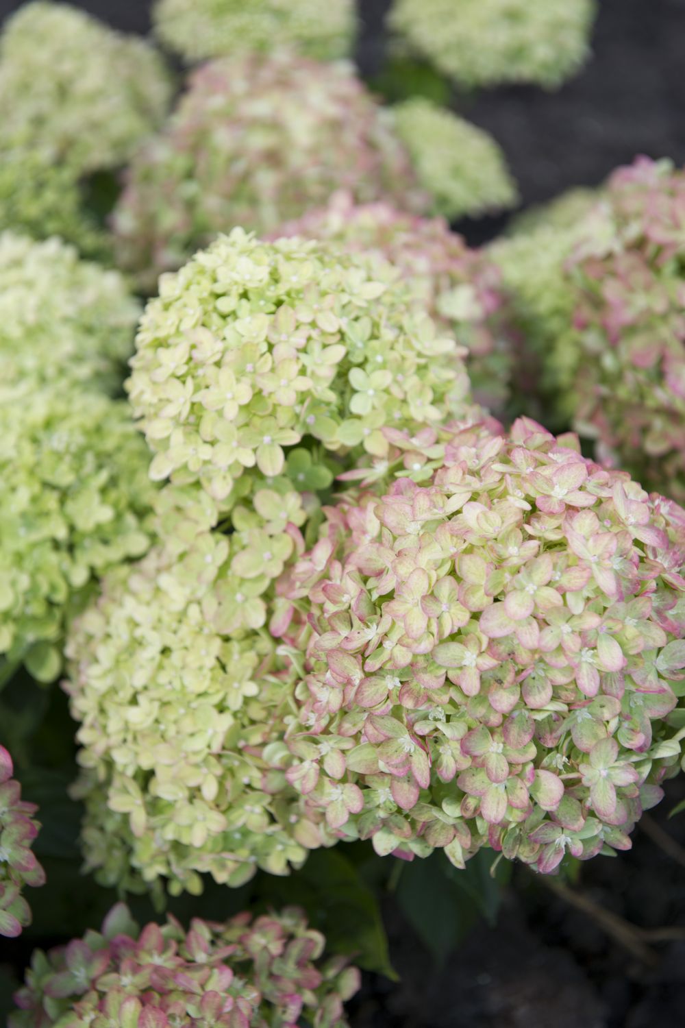 Hydrangea paniculata 'Vanille Fraise' ® Rispenhortensie