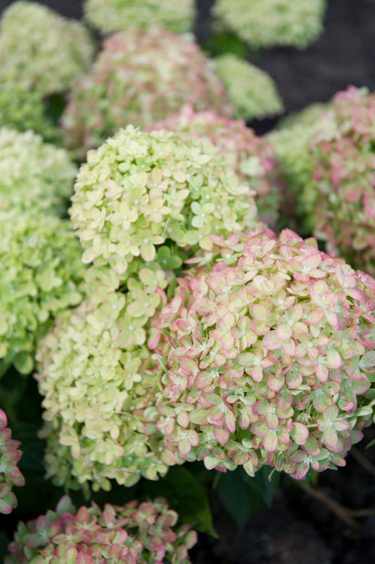 Hydrangea paniculata 'Vanille Fraise' ® Rispenhortensie