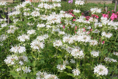 Monarda fistulosa 'Schneewittchen' (Indianernessel)