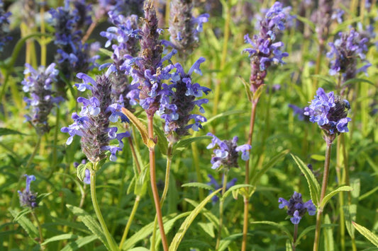 Nepeta nervosa Geaderte Katzenminze