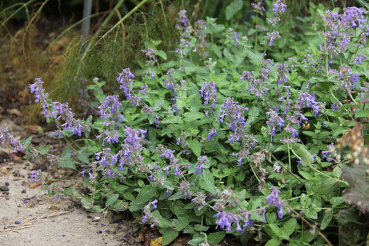 Nepeta x faassenii, vegetativ Katzenminze