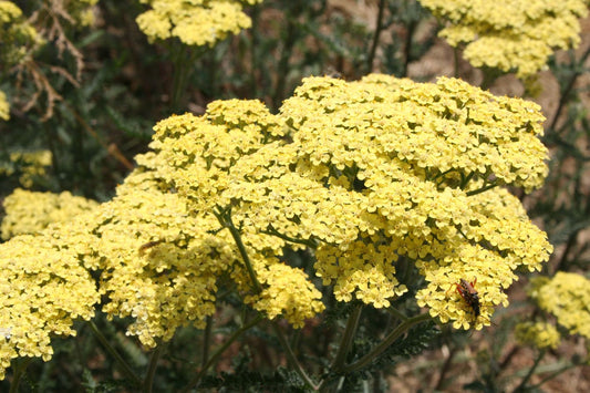 Achillea x filipendulina 'Credo' Hohe Gold Schafgarbe
