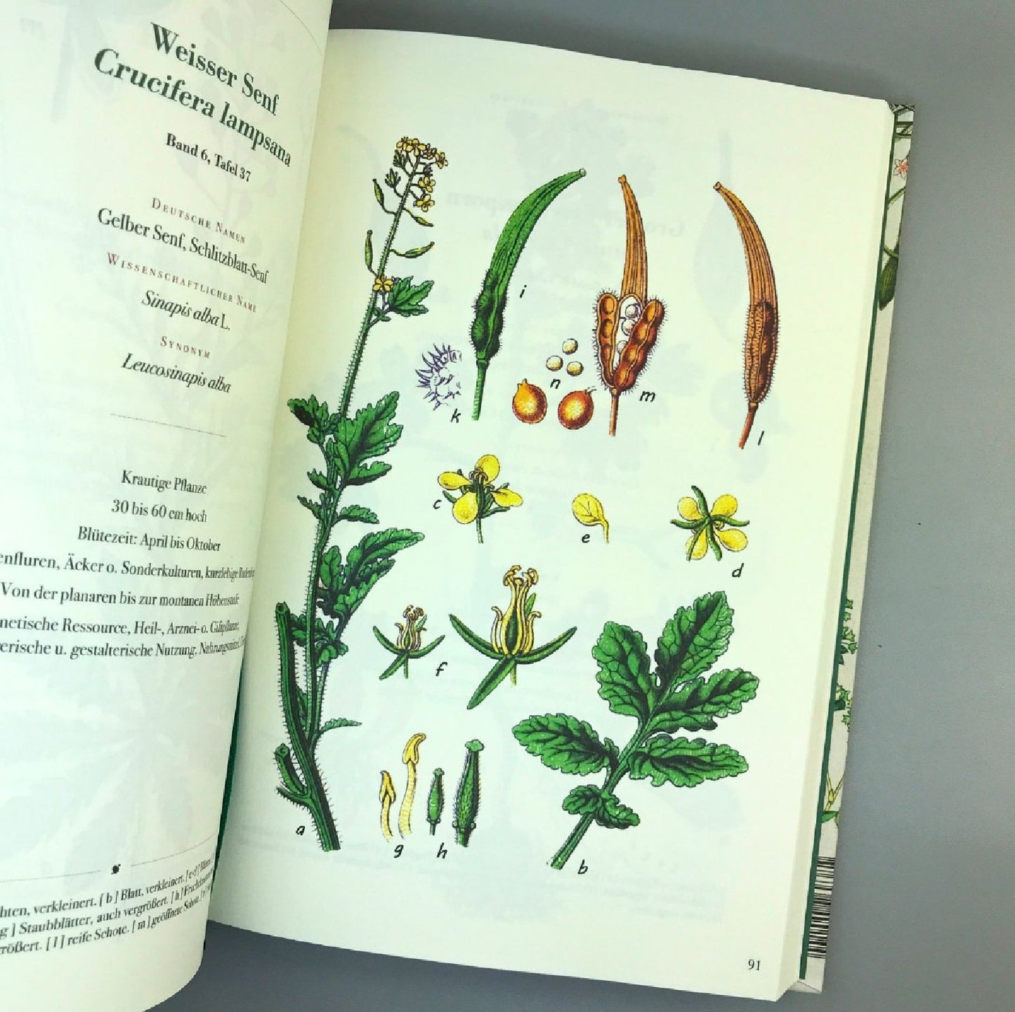 Die Flora von Deutschland (Jacob Sturm)
