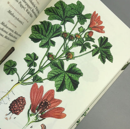 Die Flora von Deutschland (Jacob Sturm)