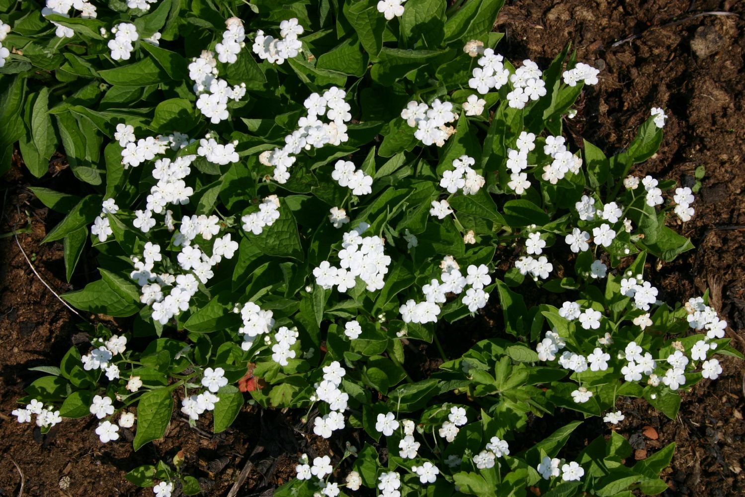 Omphalodes verna 'Alba' Gedenkemein