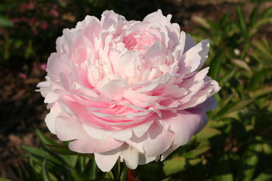 Paeonia lactiflora 'Albert Crousse' Staudenpfingstrose