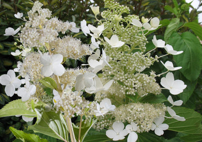 Hydrangea paniculata 'Kyushu' Rispenhortensie