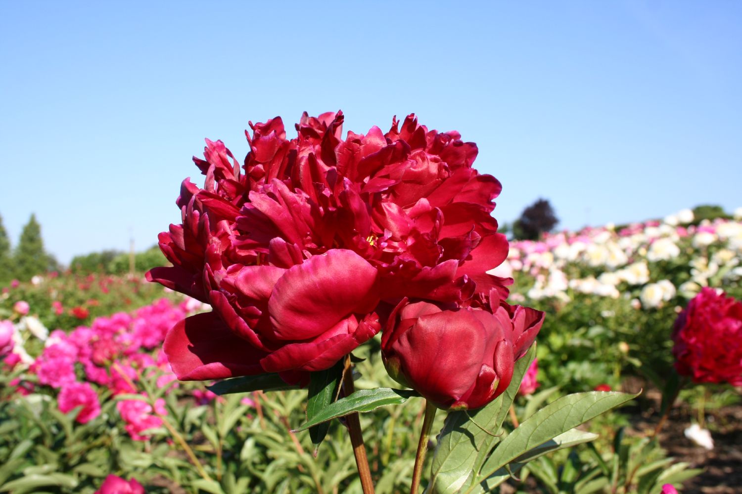 Paeonia lactiflora 'Felix Crousse' Staudenpfingstrose