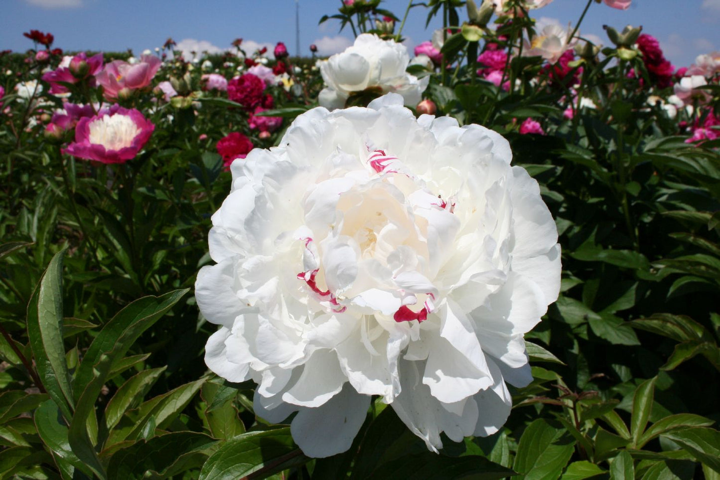 Paeonia lactiflora 'Festiva Maxima' Staudenpfingstrose