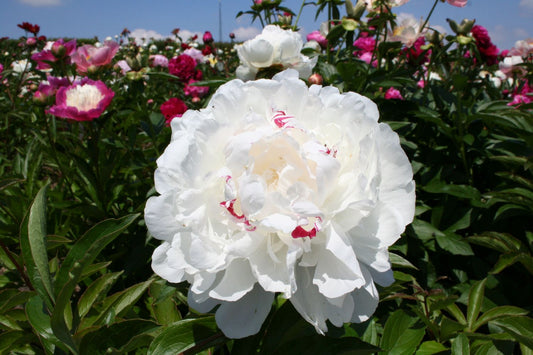 Paeonia lactiflora 'Festiva Maxima' Staudenpfingstrose