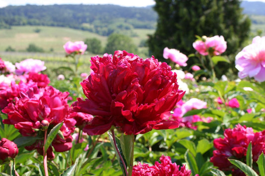 Paeonia lactiflora 'Fokker' Staudenpfingstrose