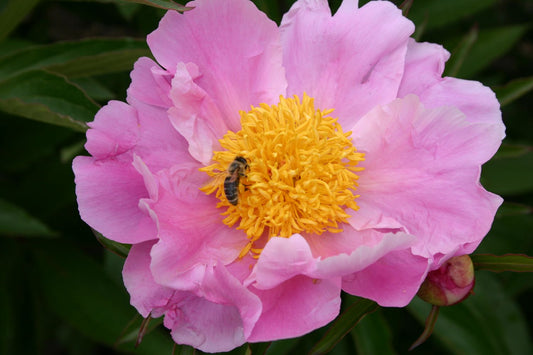 Paeonia lactiflora 'Holbein' Staudenpfingstrose