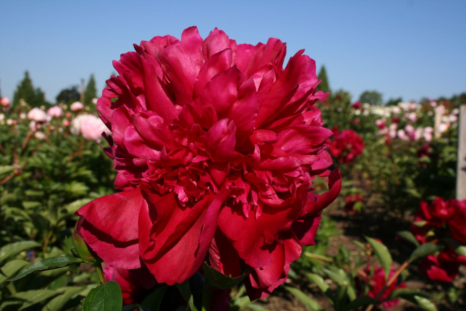 Paeonia lactiflora 'Inspecteur Lavergne' Staudenpfingstrose