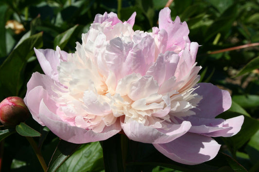 Paeonia lactiflora 'Jeanne d'Arc' Staudenpfingstrose