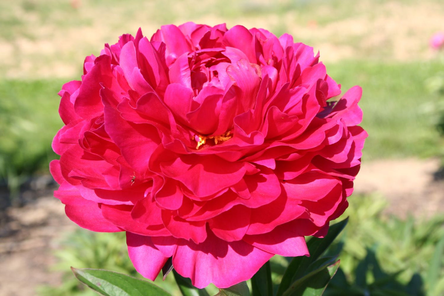 Paeonia lactiflora 'Kansas' Staudenpfingstrose
