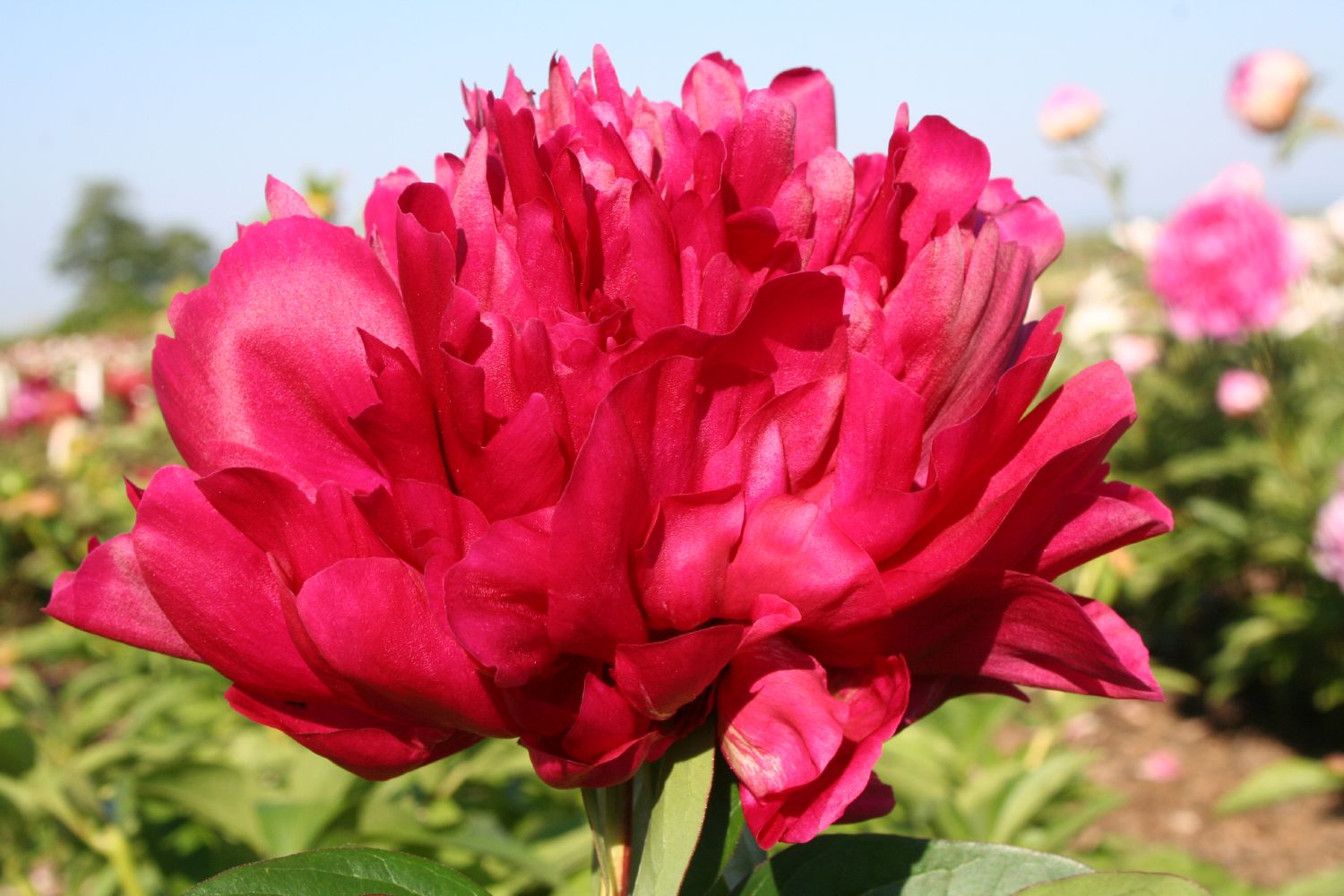 Paeonia lactiflora 'Karl Rosenfield' Staudenpfingstrose
