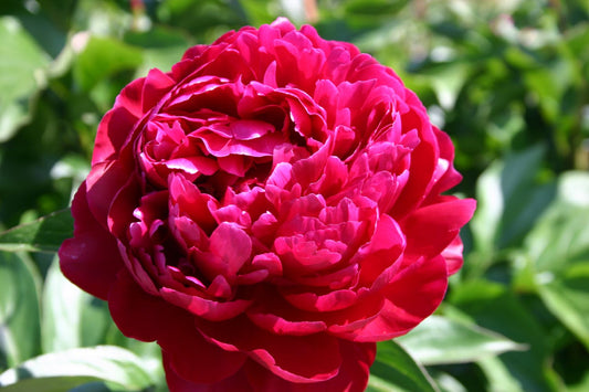 Paeonia lactiflora 'Peter Brand' Staudenpfingstrose