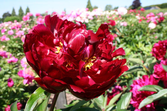 Paeonia lactiflora 'Philipp Rivoire' Staudenpfingstrose