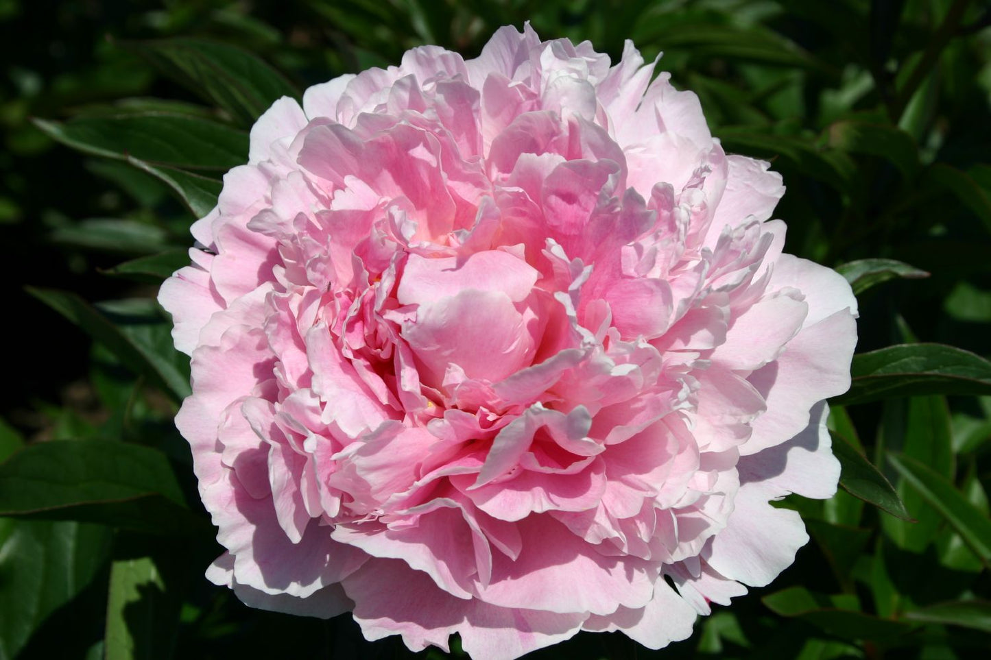 Paeonia lactiflora 'Sarah Bernhardt' Staudenpfingstrose