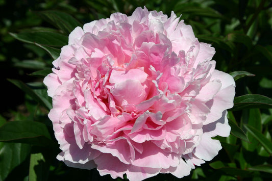 Paeonia lactiflora 'Sarah Bernhardt' Staudenpfingstrose