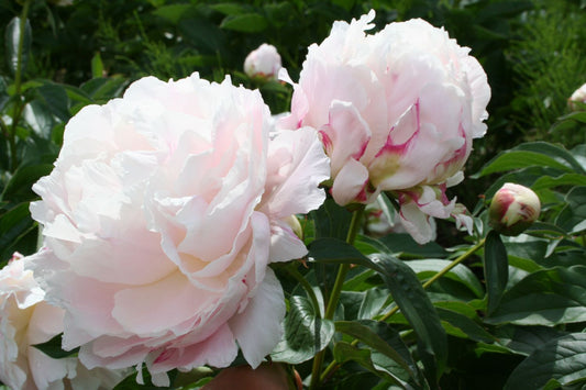 Paeonia lactiflora 'Shirley Temple' Staudenpfingstrose