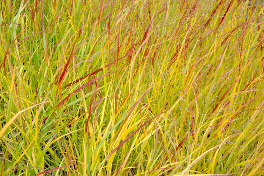 Panicum virgatum 'Hänse Herms' Rutenhirse