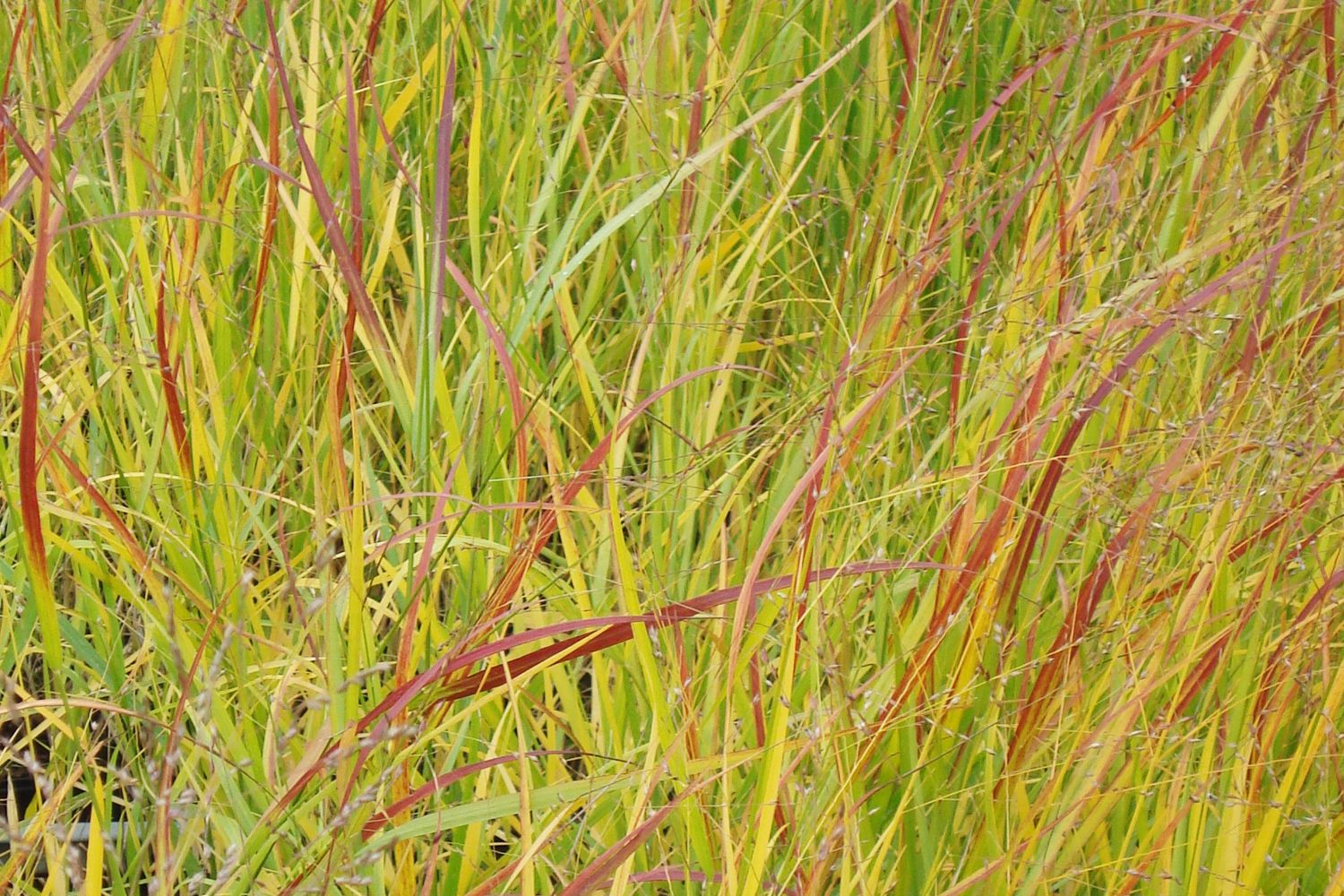 Panicum virgatum 'Rotstrahlbusch' Rutenhirse
