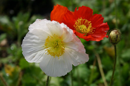 Papaver nudicaule 'Gartenzwerg' Zwergiger Garten-Mohn