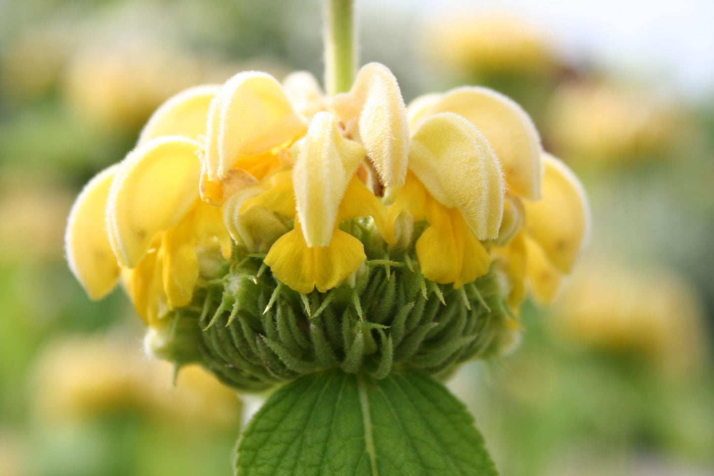 Phlomis russeliana Syrisches Brandkraut