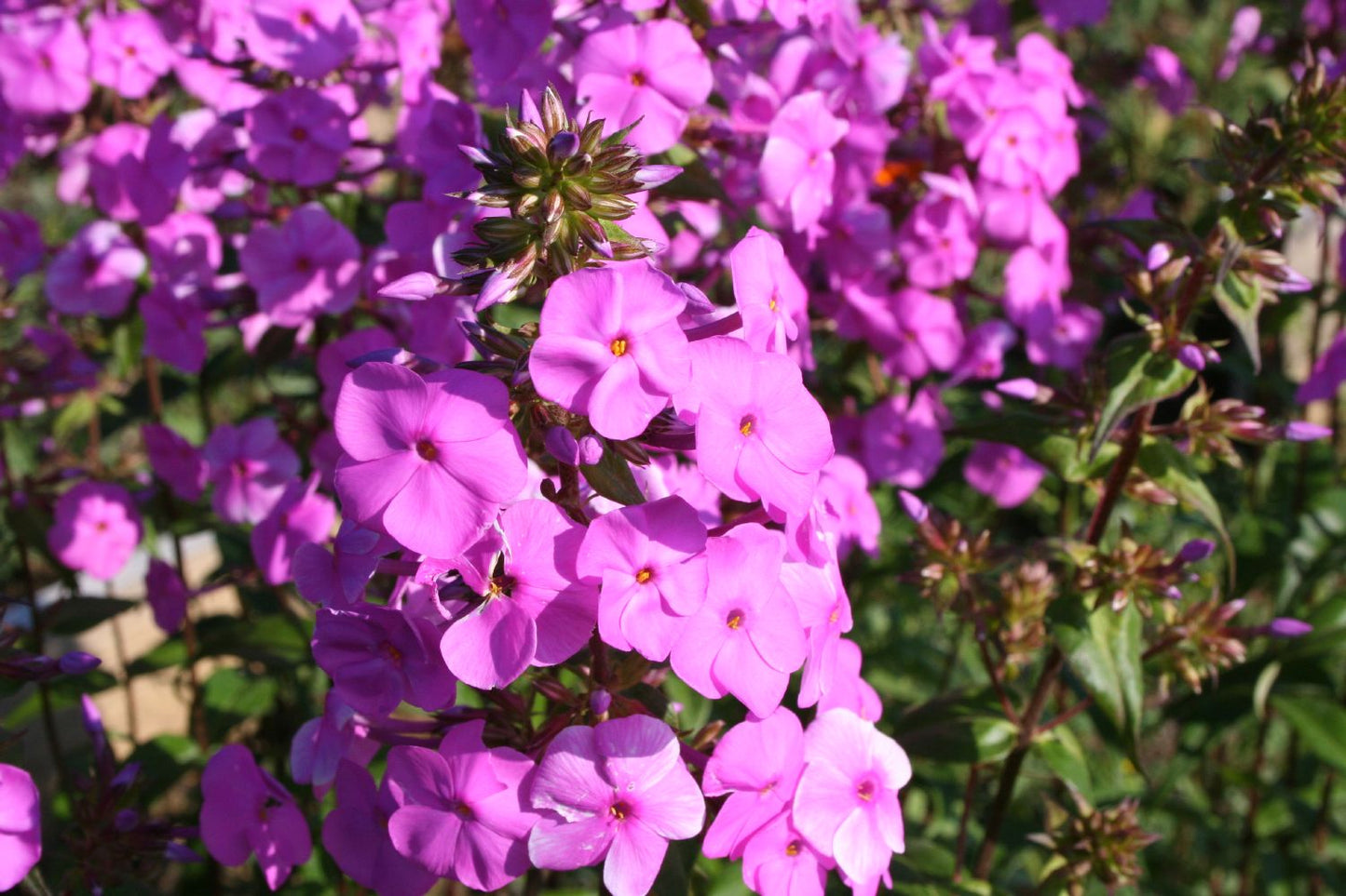 Phlox maculata 'Rosalinde' Garten-Flammenblume